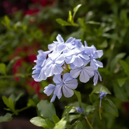 빌라 Tara House 풀라