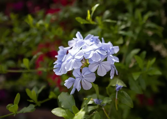 Вилла Tara House Пула